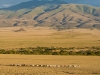 Masai Herding Cows | Tanzania
