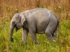 Juvenile Elephant | Kaziranga, India