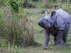 Baby Rhino | Kaziranga, India