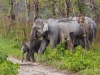 Elephant Herd | Kaziranga, India