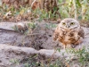 Burrowing Owl | DIA Denver, Colorado