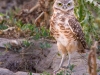 Burrowing Owl | DIA Denver, Colorado
