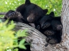 Cuddle Bears | Boulder, Colorado