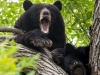 Momma Bear Yawning | Boulder, Colorado