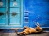 Sleeping Dog | Jodhpur, India