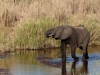 Elephant | Kruger National Park, South Africa