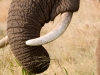 Elephant Trunk | Serengeti, Tanzania
