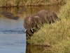 Elephants | Kruger National Park, South Africa