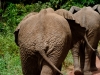 Elephants | Lake Manyara, Tanzania