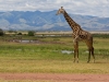 Giraffe | Lake Manyara, Tanzania