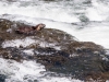 River Otter | Yellowstone, Wyoming, USA