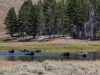 Bison crossing stream | Yellowstone, Wyoming, USA