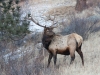 Elk | Colorado, USA