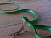 Gecko fighting snake | Zanzibar