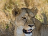Lion | Serengeti, Tanzania