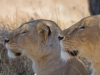 Lionesses | Serengeti, Tanzania