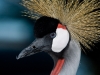 Crowned Crane | Tanzania