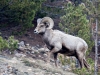 Bighorn Sheep | Colorado, USA