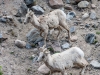 Mountain Goats | Colorado, USA