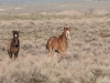 Wild horses | Sandwash Basin, Colorado, USA