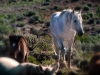 Wild horses | Sandwash Basin, Colorado, USA