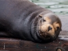 Sea Lion | Monterey Bay, California, USA