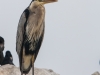 Blue Heron | Monterey Bay, California, USA