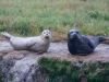 Harbor Seals | Monterey Bay, California, USA