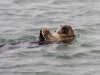 Sea Otter | Moss Landing, California, USA