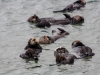 Sea Otters | Moss Landing, California, USA