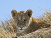 Lion Cub | Serengeti, Tanzania