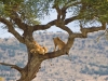 Lions in tree | Serengeti, Tanzania