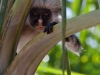 Red Colobus Monkey | Zanzibar