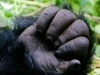 Mountain Gorilla | Rwanda