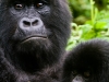 Mountain Gorilla | Rwanda