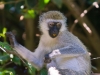 Spider Monkey | Lake Manyara, Tanzania