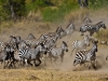 Zebra Herd | Serengeti, Tanzania