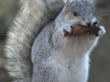 Bushtailed Squirrel | Chincoteague, Virginia, USA