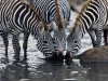 Zebras Drinking | Serengeti, Tanzania