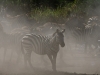 Zebras in the dust | Serengeti, Tanzania